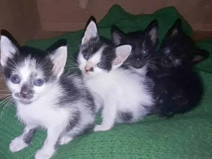 Gato ra a Vira lata idade 2 a 6 meses nome Sua escolha
