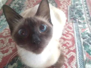 Gato raça mestiça idade 1 ano nome Gata