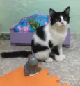 Lindinha