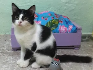 Gato raça SRD idade 2 a 6 meses nome Lindinha