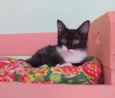 Docinho