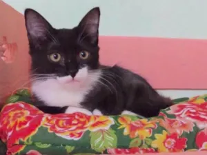 Gato raça SRD idade 2 a 6 meses nome Docinho
