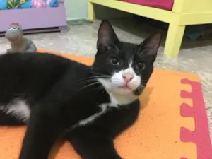 Gato raça SRD idade 2 a 6 meses nome George