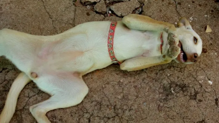 Cachorro ra a  idade 2 a 6 meses nome Mel