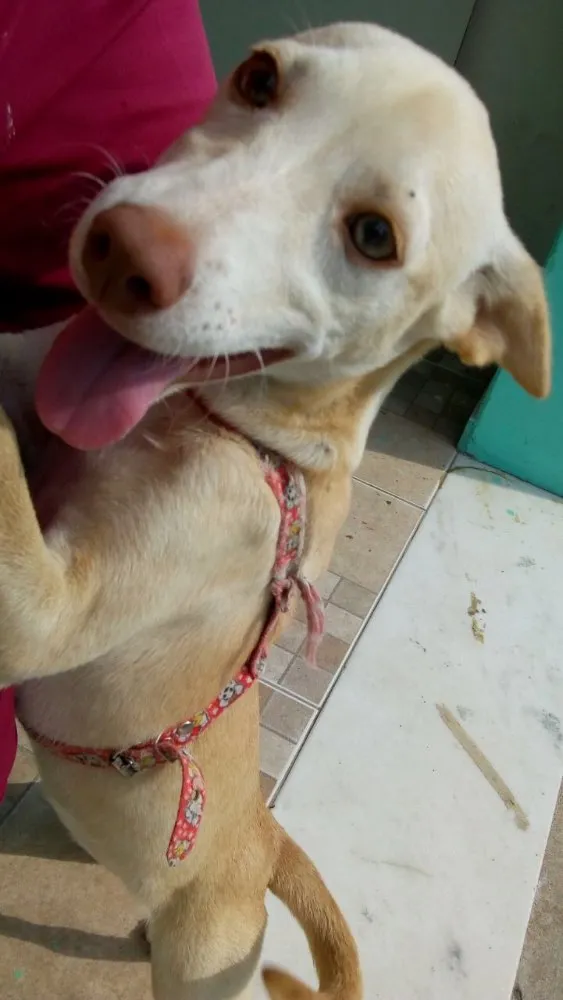 Cachorro ra a  idade 2 a 6 meses nome Mel