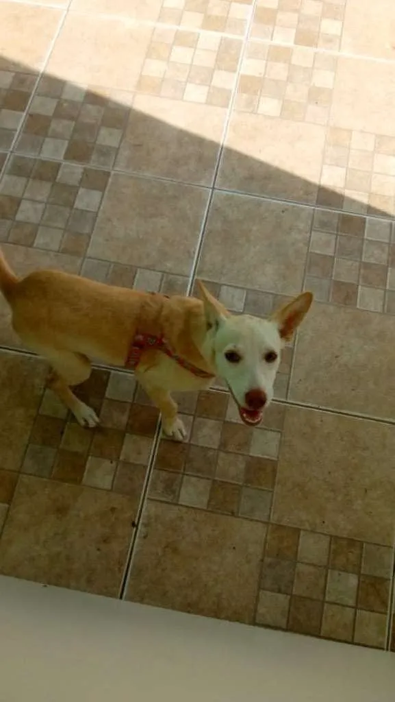 Cachorro ra a  idade 2 a 6 meses nome Mel