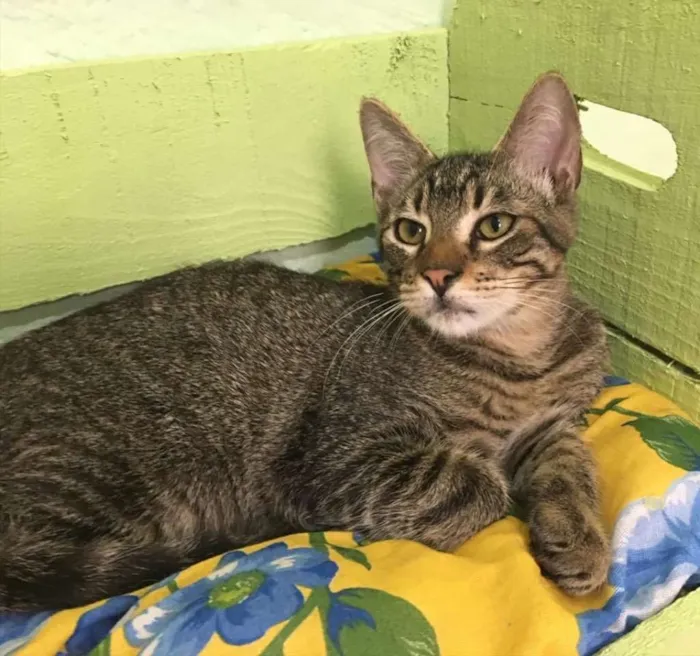 Gato ra a SRD idade 2 a 6 meses nome Bowie