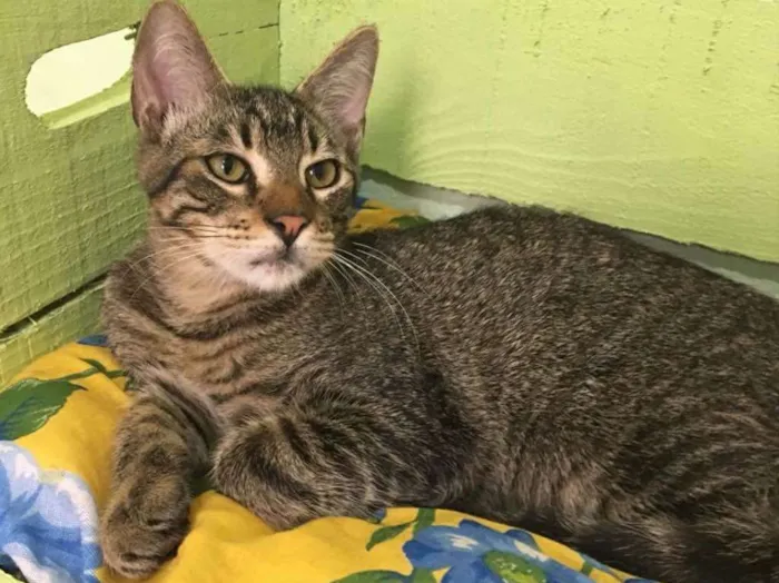 Gato ra a SRD idade 2 a 6 meses nome Bowie