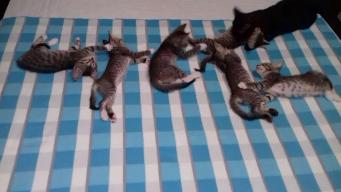 Gato ra a SRD idade Abaixo de 2 meses nome sem nome