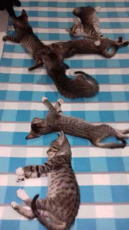 Gato ra a SRD idade Abaixo de 2 meses nome sem nome