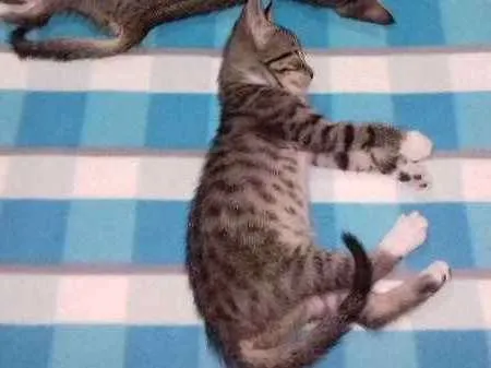 Gato ra a SRD idade Abaixo de 2 meses nome sem nome