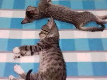 Gato ra a SRD idade Abaixo de 2 meses nome sem nome
