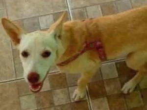 Cachorro raça  idade 2 a 6 meses nome Mel