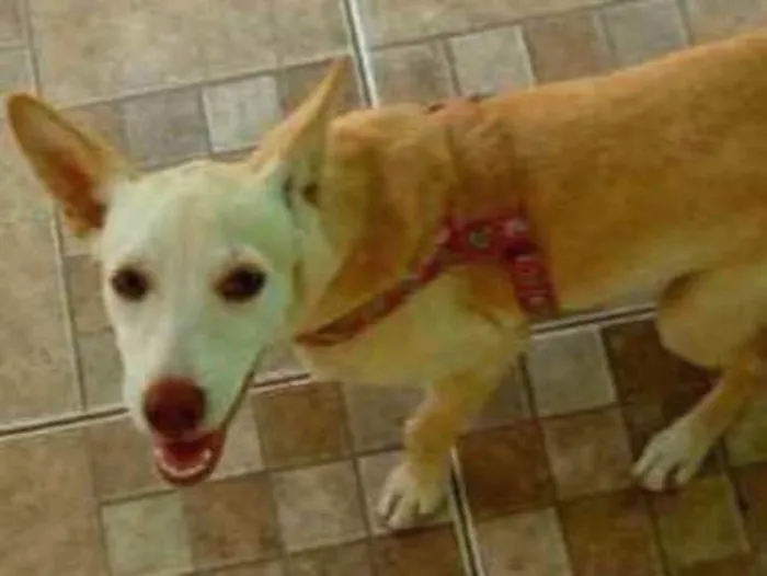 Cachorro ra a  idade 2 a 6 meses nome Mel