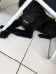 Loki