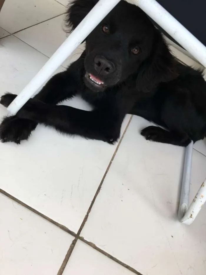 Cachorro ra a Não definida idade 7 a 11 meses nome Loki