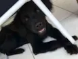 Loki