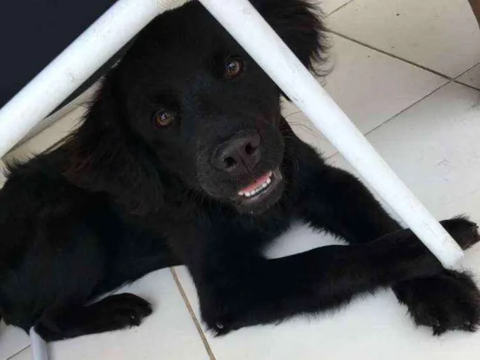 Cachorro ra a Não definida idade 7 a 11 meses nome Loki