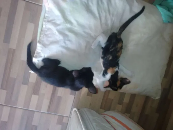 Gato raça  idade 2 a 6 meses nome sem Nome