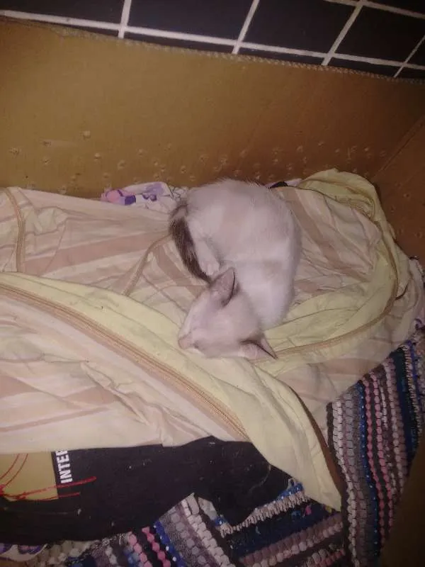 Gato raça  idade 2 a 6 meses nome sem Nome