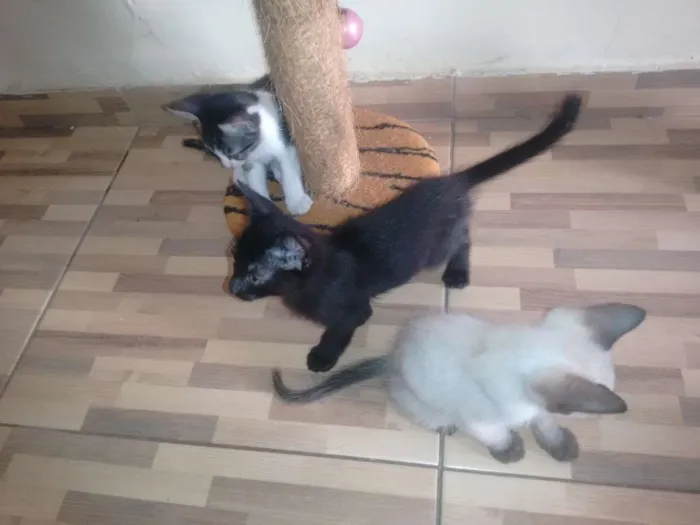 Gato raça  idade 2 a 6 meses nome sem Nome