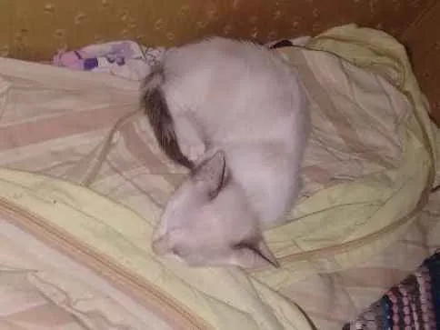 Gato raça  idade 2 a 6 meses nome sem Nome