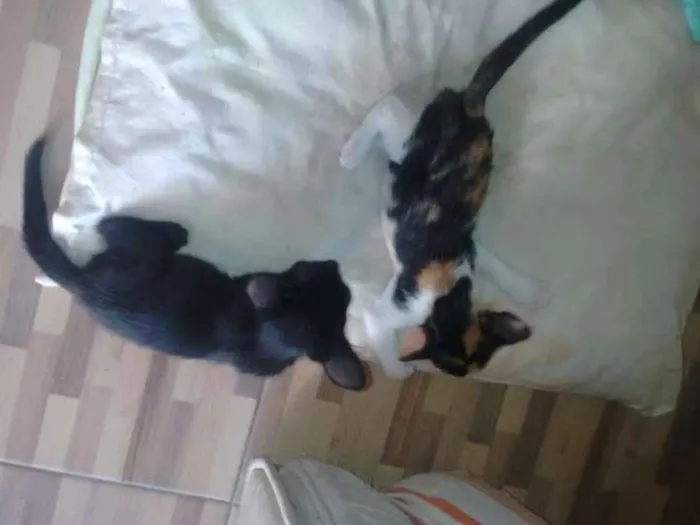 Gato raça  idade 2 a 6 meses nome sem Nome
