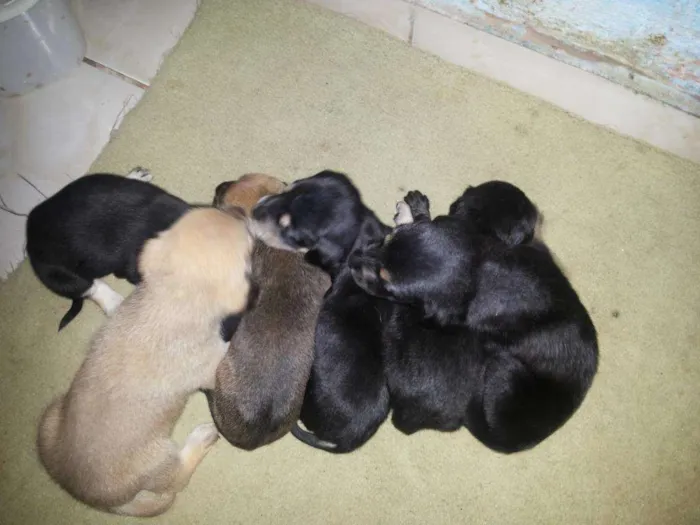 Cachorro ra a indefinida idade Abaixo de 2 meses nome sem nome