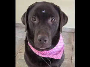 Cachorro raça Labrador idade 5 anos nome Lola