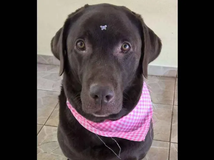 Cachorro ra a Labrador idade 5 anos nome Lola