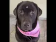 Lola
