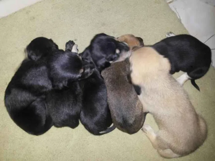 Cachorro ra a indefinida idade Abaixo de 2 meses nome sem nome