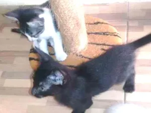 Gato raça  idade 2 a 6 meses nome sem Nome