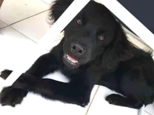 Cachorro raça Não definida idade 7 a 11 meses nome Loki