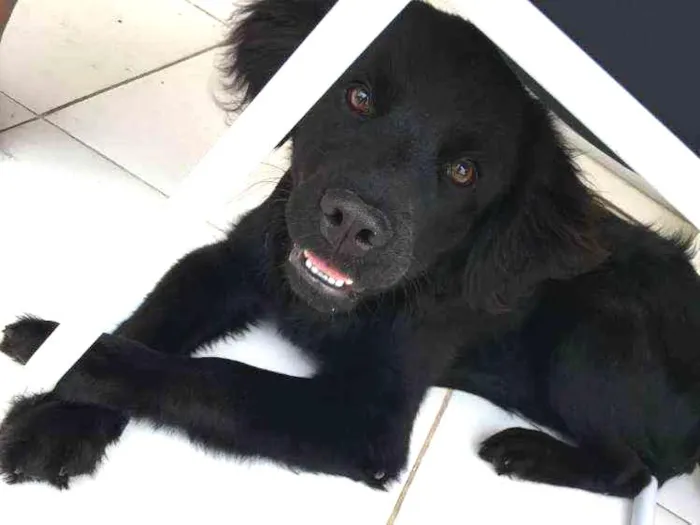 Cachorro ra a Não definida idade 7 a 11 meses nome Loki