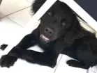 Cachorro raça Não definida idade 7 a 11 meses nome Loki