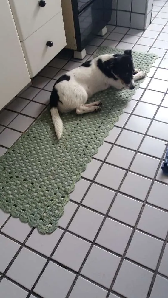 Cachorro ra a Vira lata idade 1 ano nome Não tem