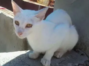 Gato raça comum idade 1 ano nome sem nome