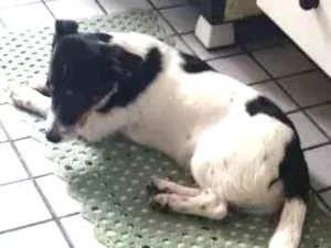 Cachorro raça Vira lata idade 1 ano nome Não tem