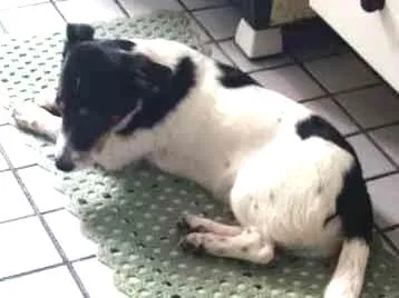 Cachorro ra a Vira lata idade 1 ano nome Não tem