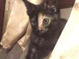 Gato raça sem raça idade 2 a 6 meses nome frida
