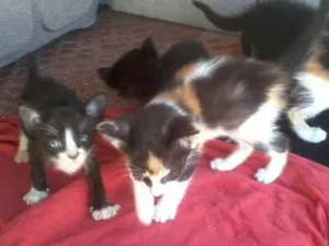 Gato raça comum idade Abaixo de 2 meses nome  não tem