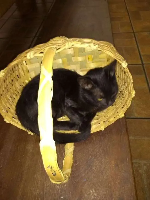 Gato raça Vira lata idade 2 a 6 meses nome Drica