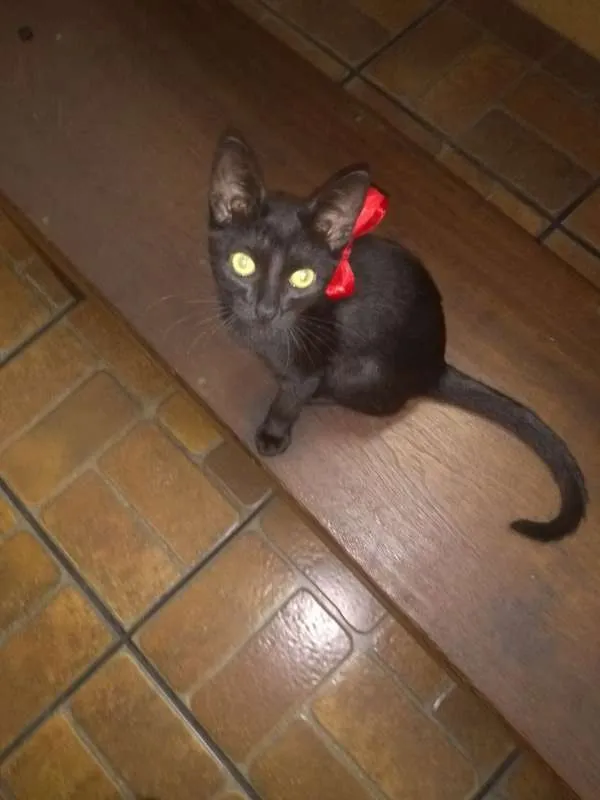 Gato raça Vira lata idade 2 a 6 meses nome Drica