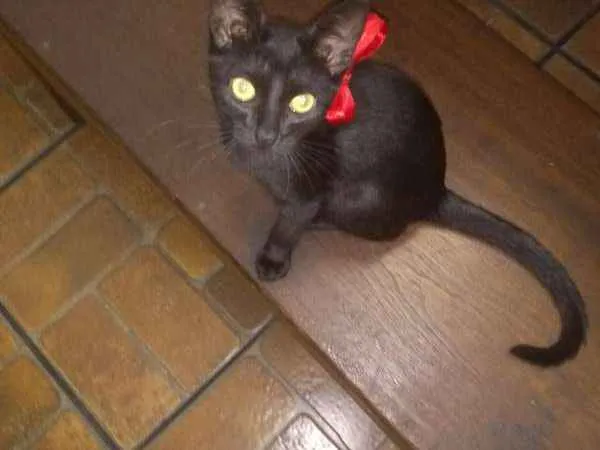 Gato raça Vira lata idade 2 a 6 meses nome Drica