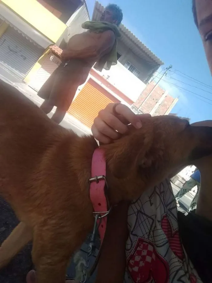 Cachorro ra a SRD idade  nome Sem nome