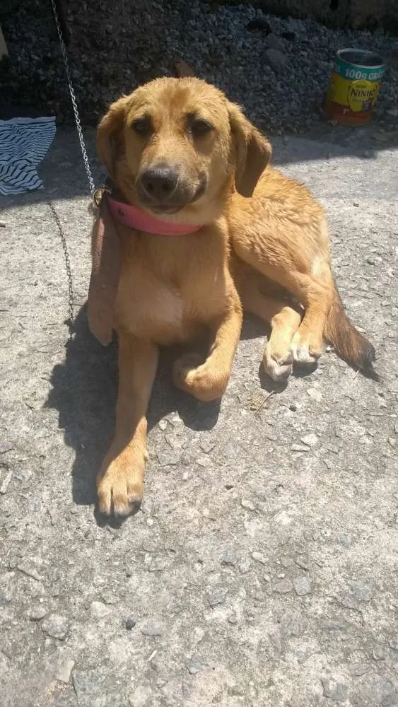 Cachorro ra a SRD idade  nome Sem nome
