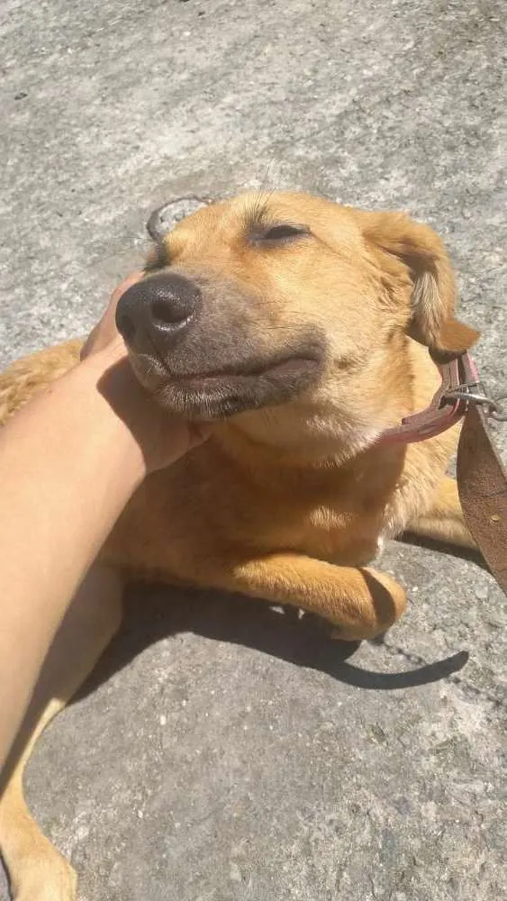 Cachorro ra a SRD idade  nome Sem nome