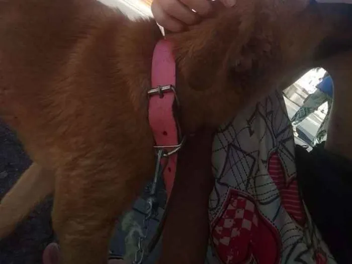 Cachorro ra a SRD idade  nome Sem nome
