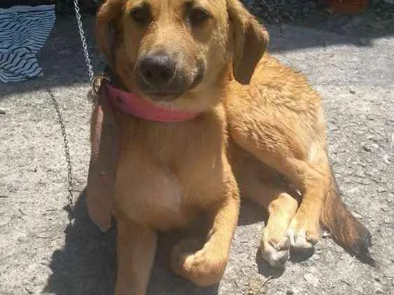 Cachorro ra a SRD idade  nome Sem nome
